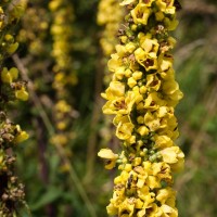 Dark Mullein